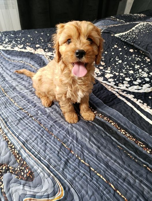 Cavapoo Piesek Cavalier+Pudel