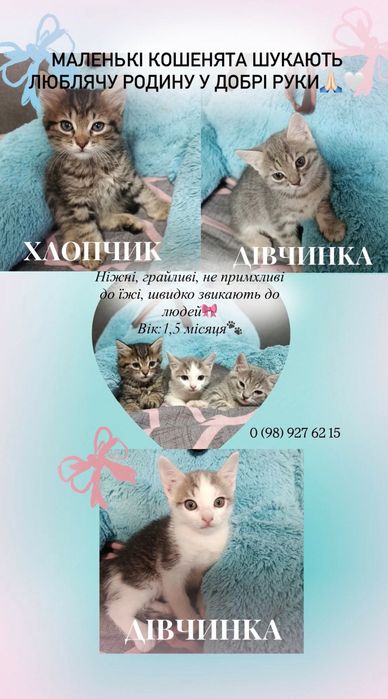 Кошенята в добрі руки