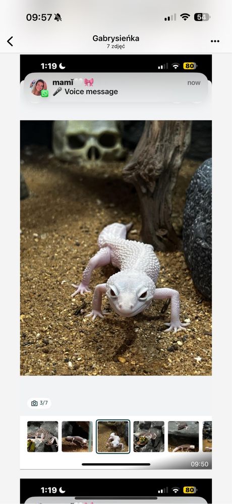 Wyjątkowe terrarium z szafką i gekonami