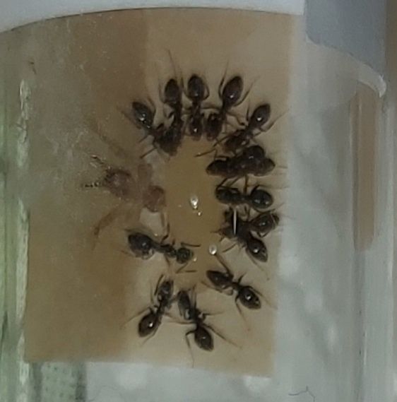 Kolonia mrówek Lasius Niger