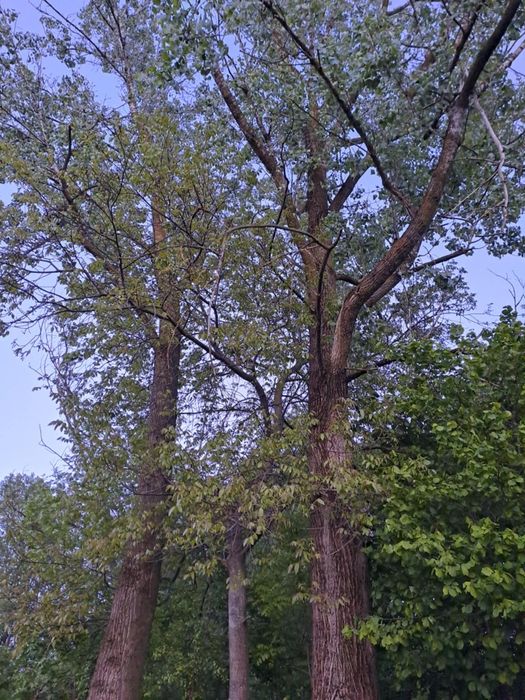 Drzewo na pniu Topola szt.2