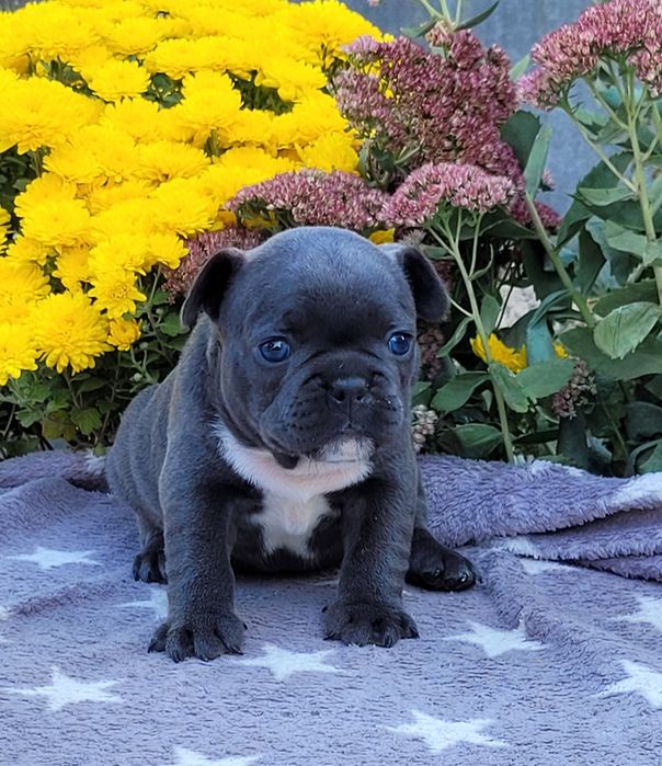 Дічінка голуба красуня