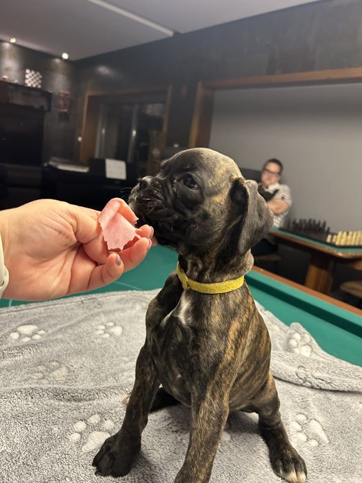 Cachorro Boxer excelente linhagem