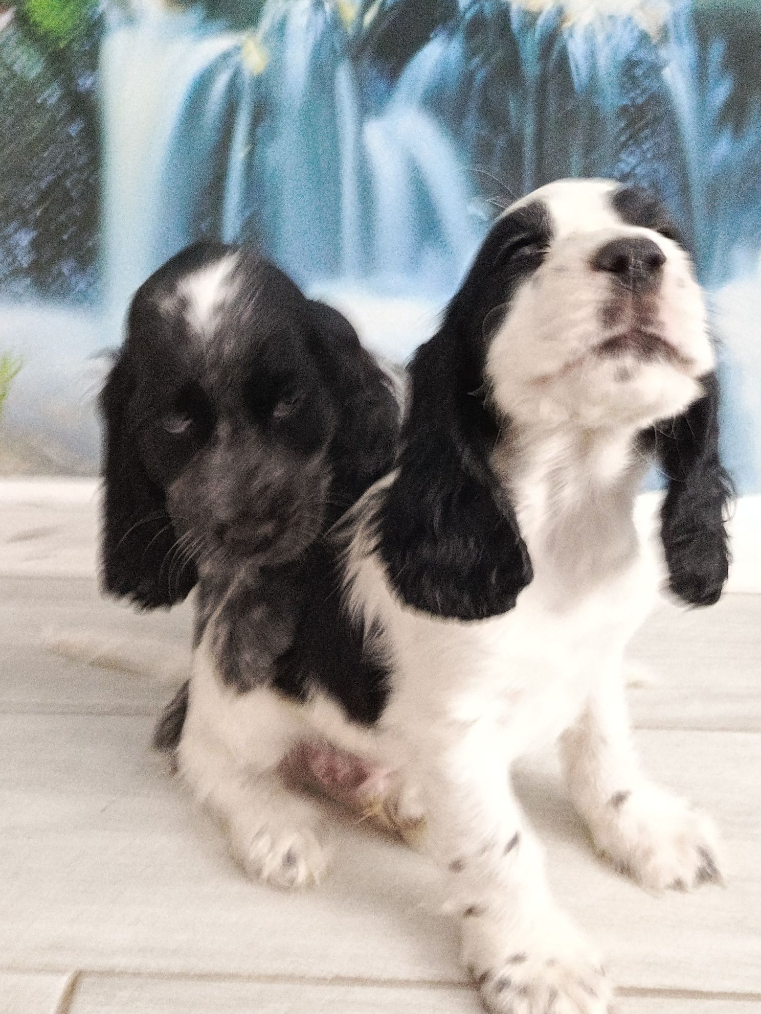 Piesek Cocker Spaniel