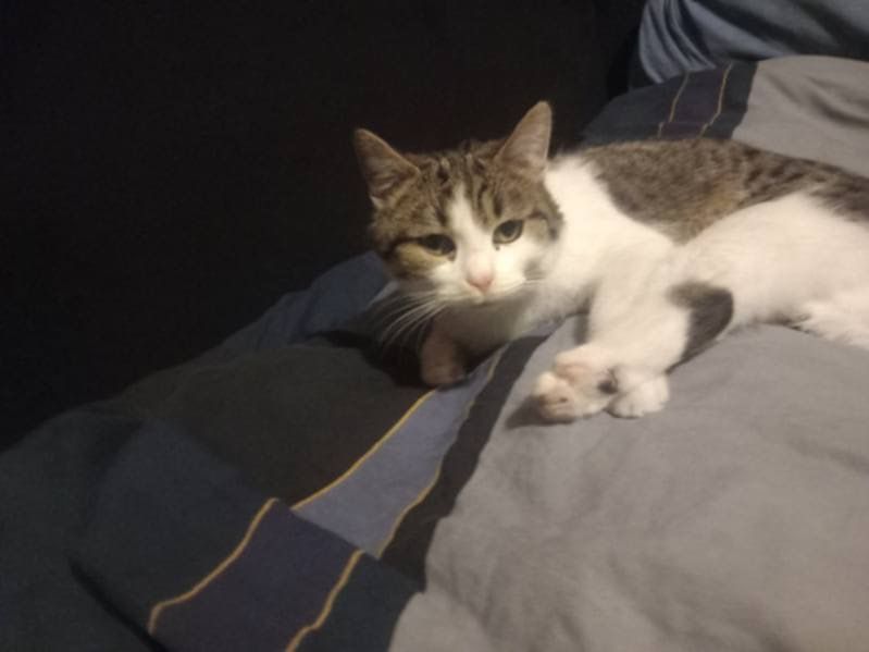 Oddam kocurka 4 miesiecznego