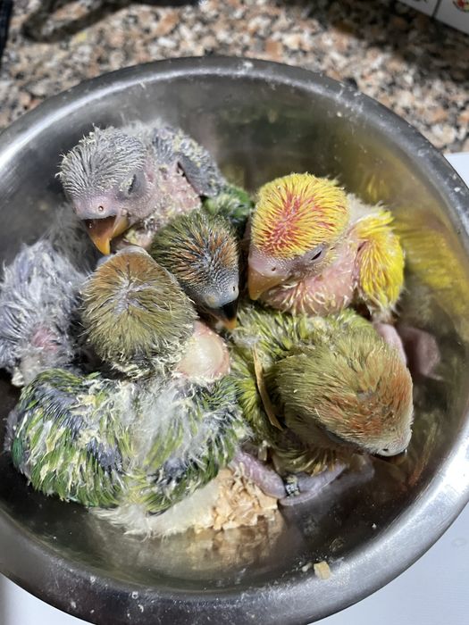 Agapornis domesticados/criados a mao
