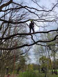 Arborysta,pielęgnacja, wycinka metodą alpinistyczną