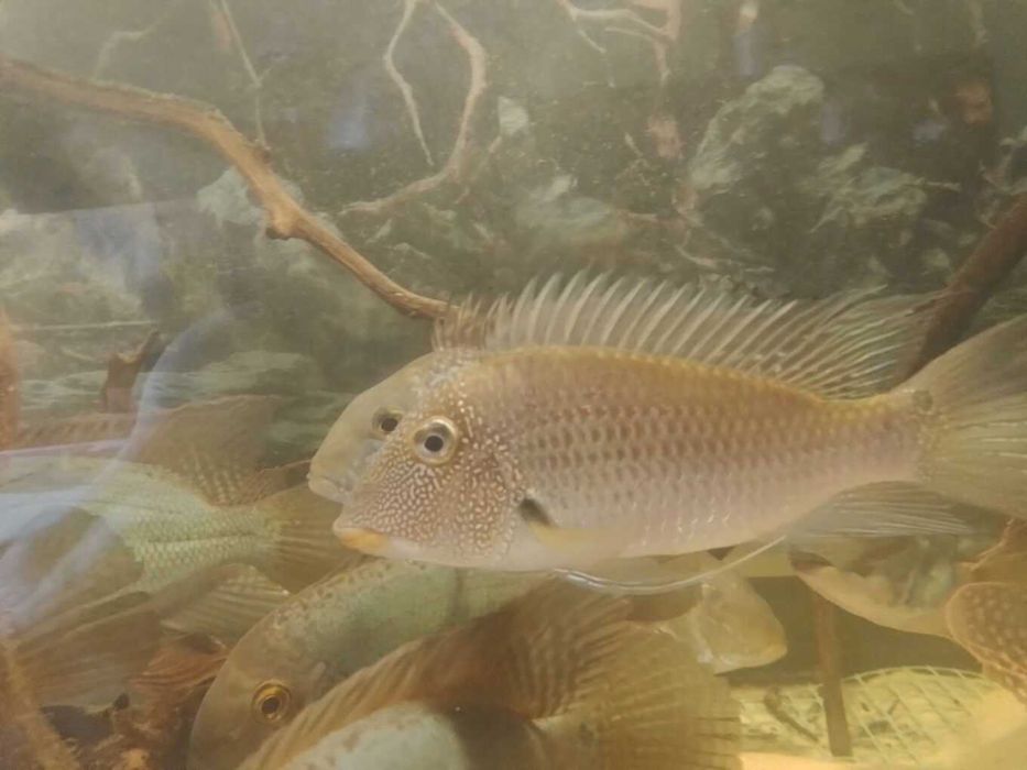 Satanoperca mapiritensis