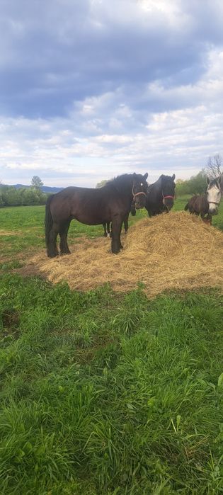 Klacz sztumska źrebna