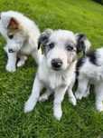 Suczka border collie tri merle