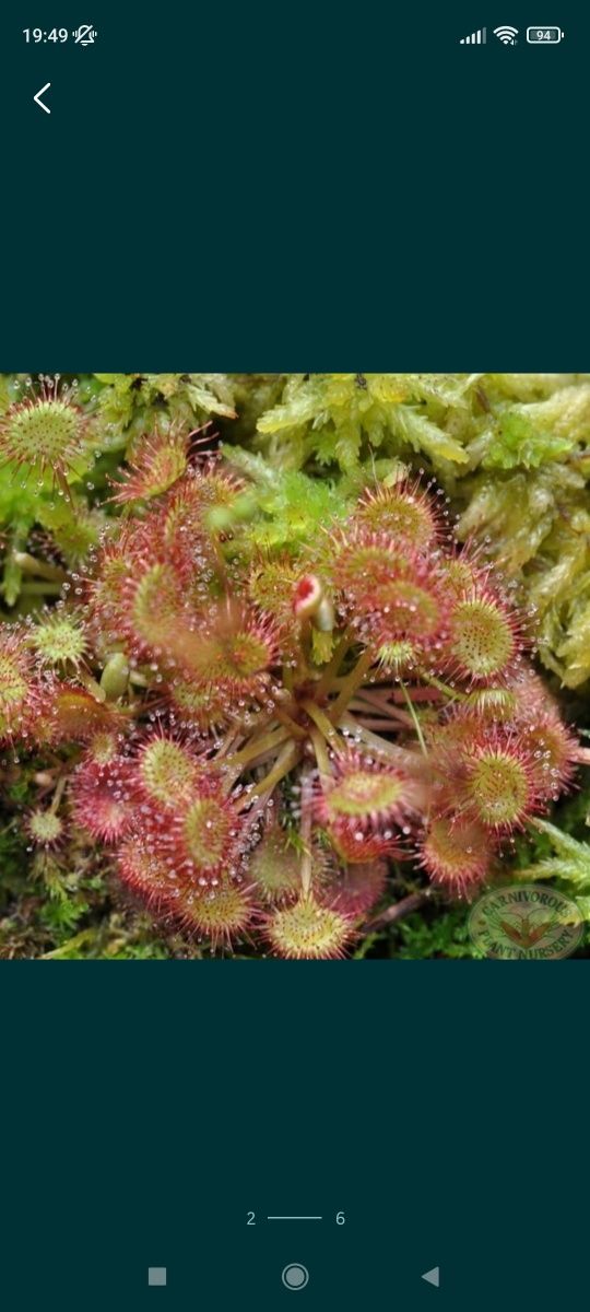 Mega zestaw nasion rosiczek Drosera spatulata communis All red