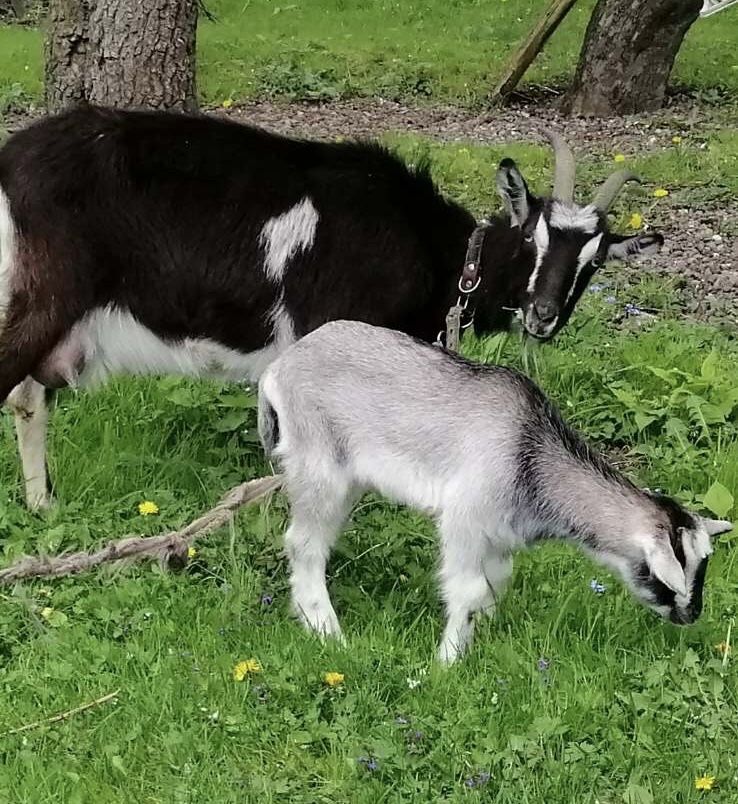 Продамо козочку.