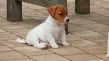 Suczka VIKI Jack Russell Terrier "BREFIO" /badania genetyczne