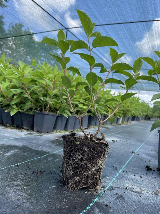 Гортензія, гортензія волотиста, гортензия метельчата, вейгела.