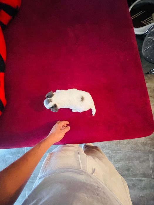 Chihuahua macho pelo longo