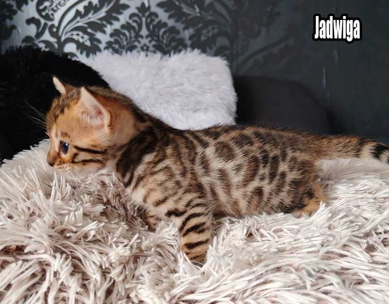 Koteczka bengalska z rodowodem