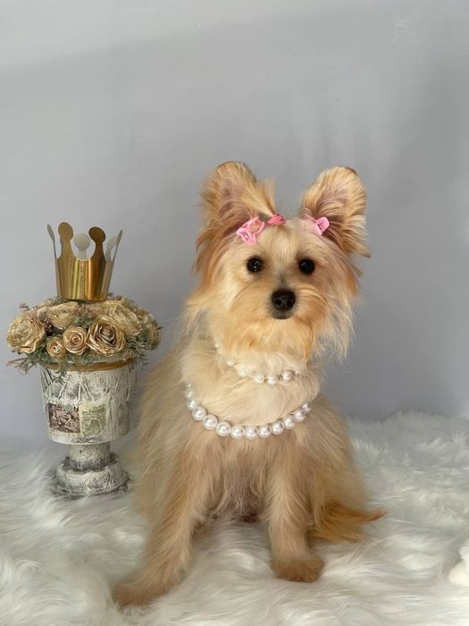 Помапу — Лише 3 дівчинки! Ідеальна можливість