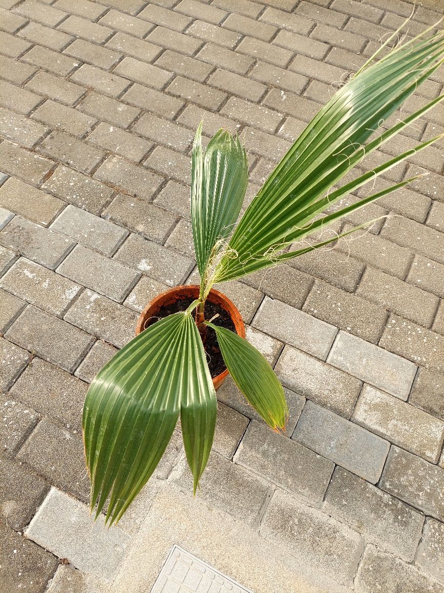 Palmeira Leque em vaso
