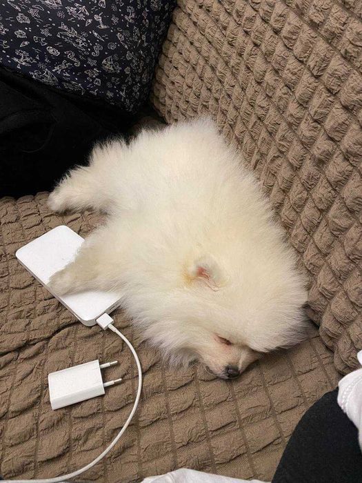Шпиц цуценя хлопчик