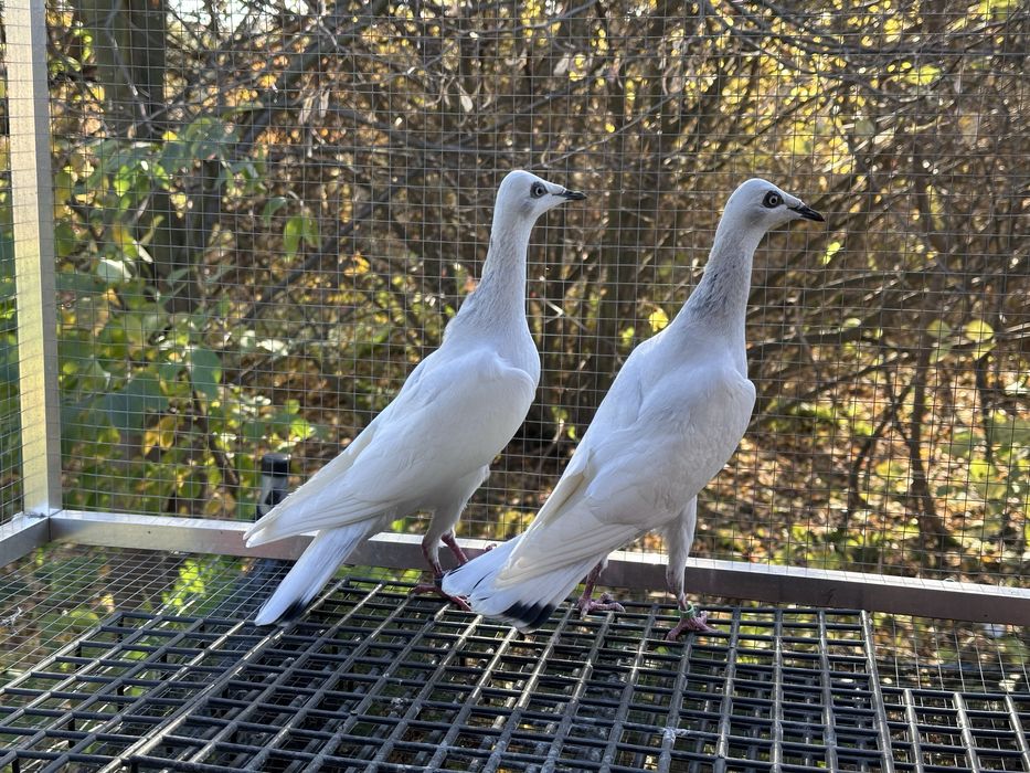 Srebrniaki wyloty 25r