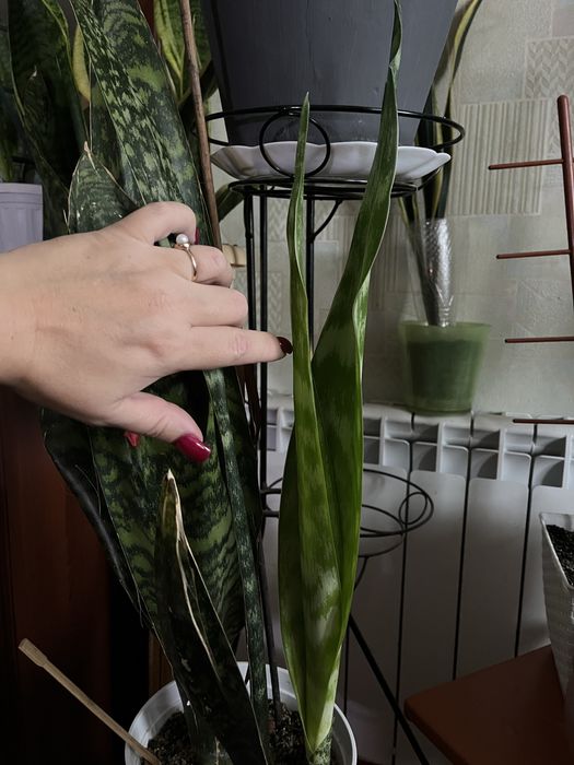 Продам молоду розетку сансівієрії Айо