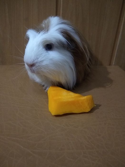 Морские свинки Коронет