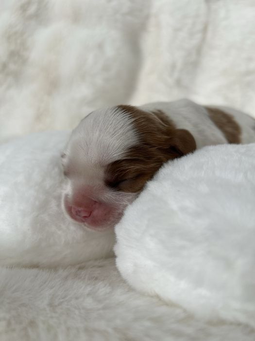 Cavalier King Charles Spaniel Sunia