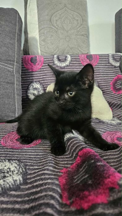 Maniek, brat Mani do adopcji.