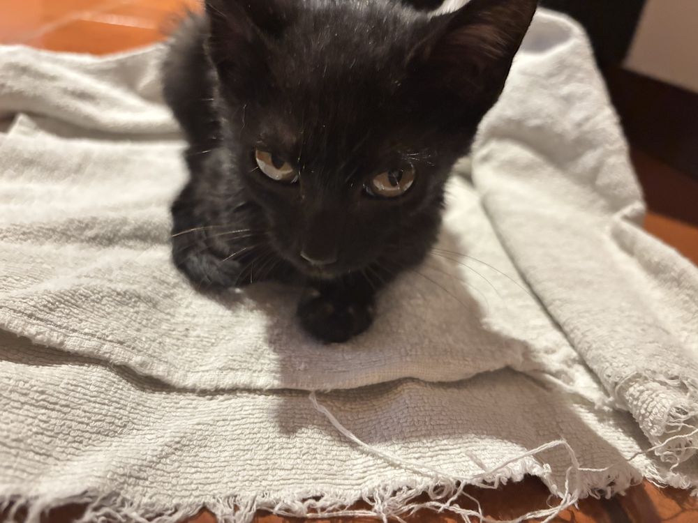 Gatinho/a carinhoso/a com menos de um aninho