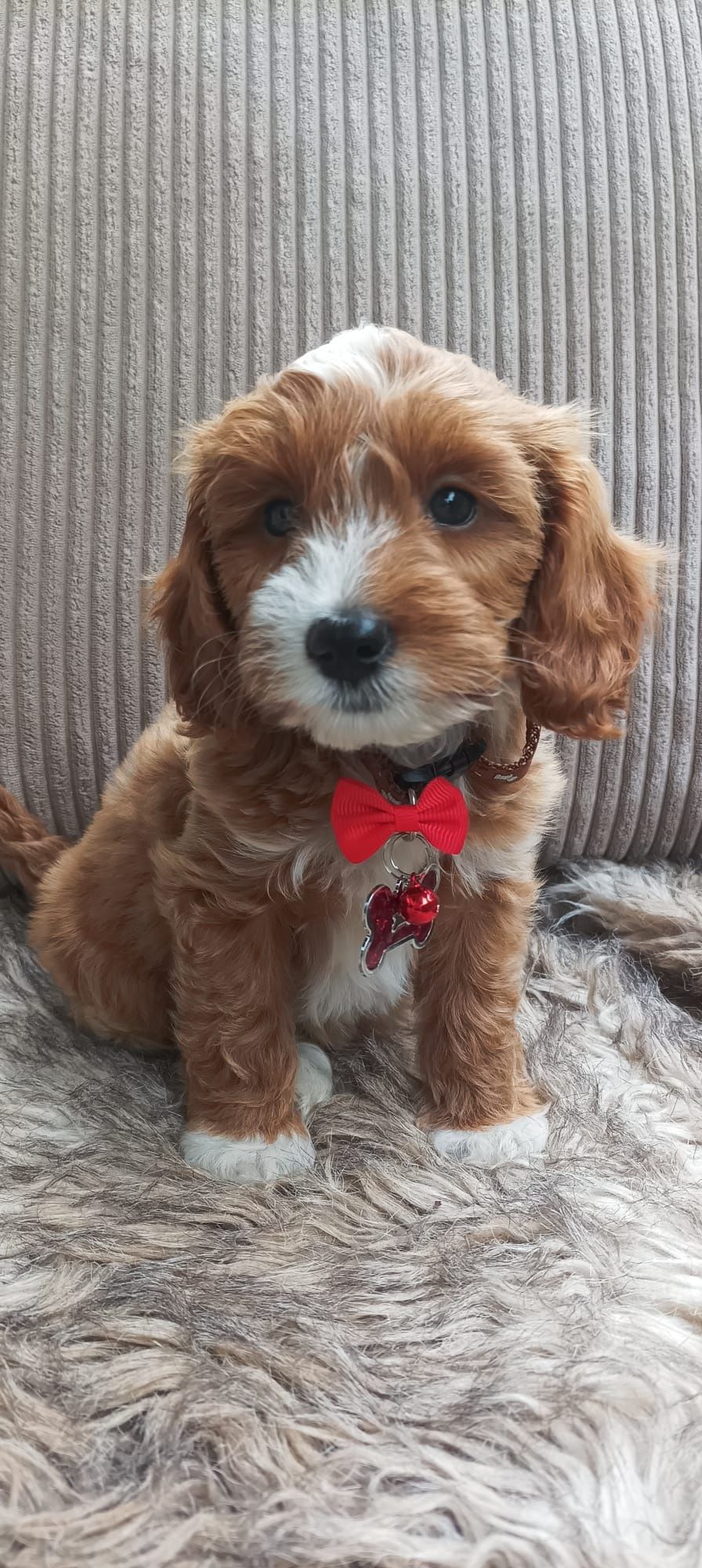 Cavapoo F1B Cavapoo&Pudel Miniaturowy