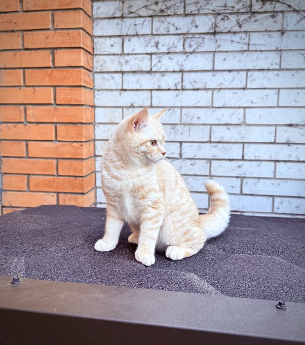 Шотландского мальчика