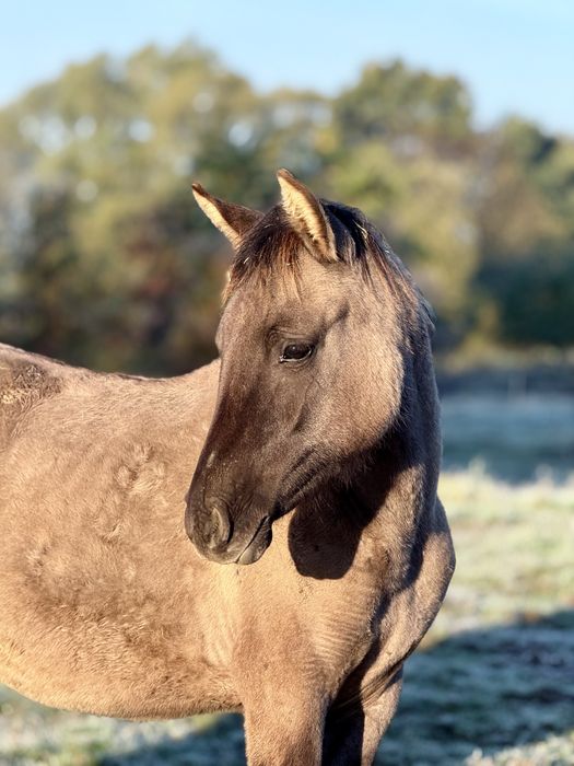 Super klacz konikoarab 7 miesięcy