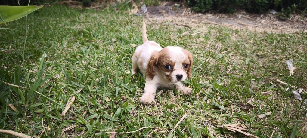 Cavalier King Charles Fêmea criado em ambiente familiar disponível par