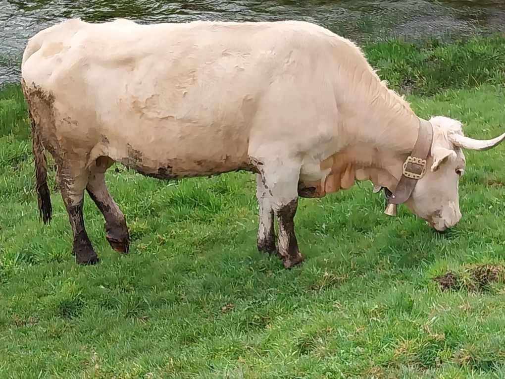 Vaca cruzada de charulês