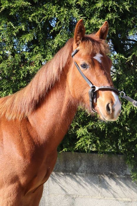 Poldro zangersheide 1 ano