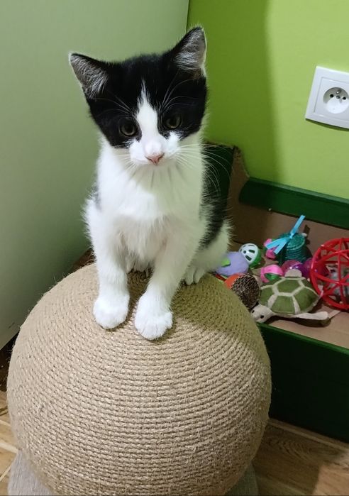 Kotki rodzeństwo szuka domu