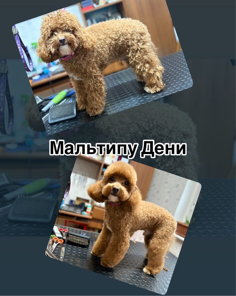 Грумінг. Стрижка собак та котів