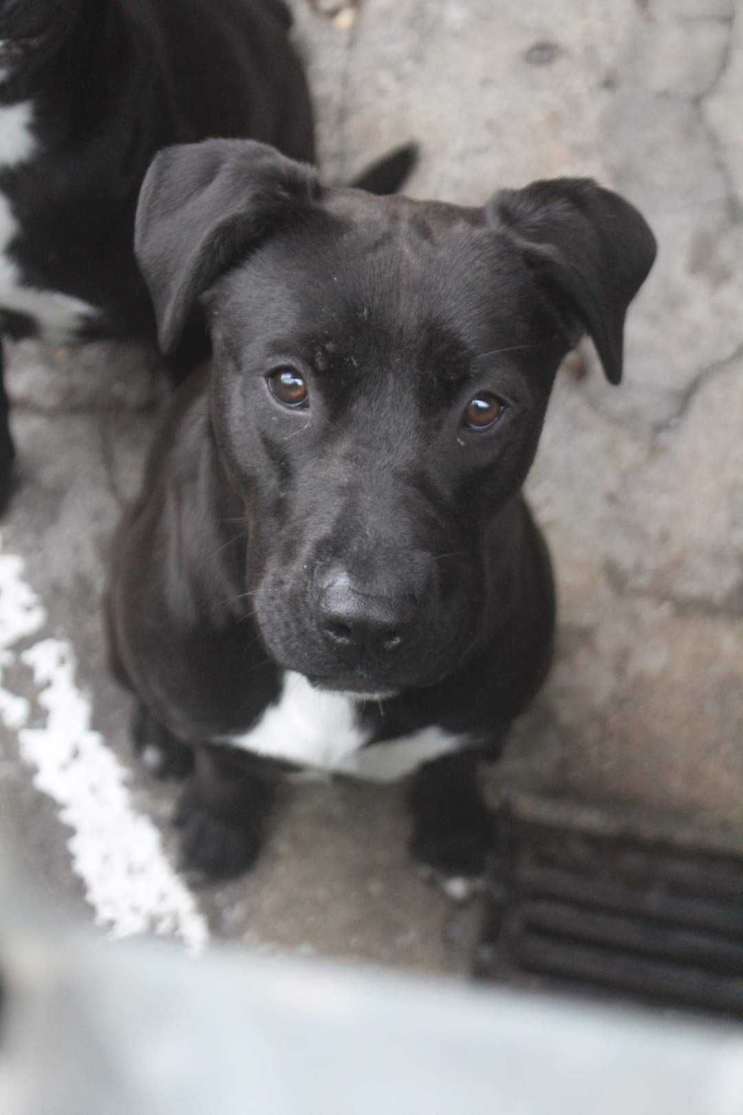 YAMMI (Fêmea, 7 meses) Para Adopção