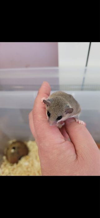 Popielica afrykańska