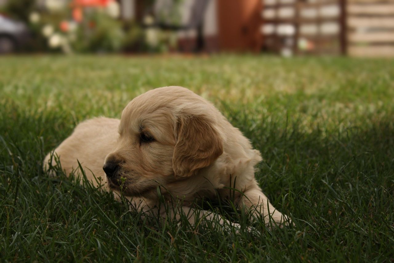 Szczeniak Golden Retriever