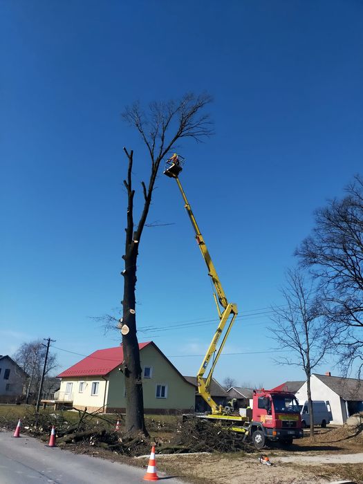 Przycinka,Wycinka ,Drzew, Krzewów, Modelowanie redukcja koron