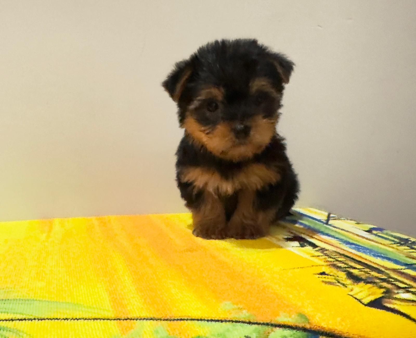 Yorkshire terrier miniatura  macho