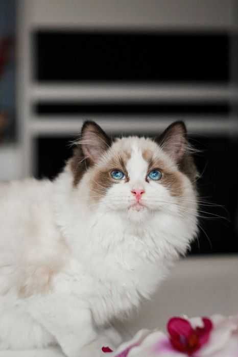 Kot Ragdoll, zapowiedź miotu,lato, jesień 2025,FPL,FIFE