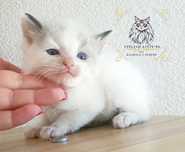 Ragdoll Kocurek FPL badania genetyczne
