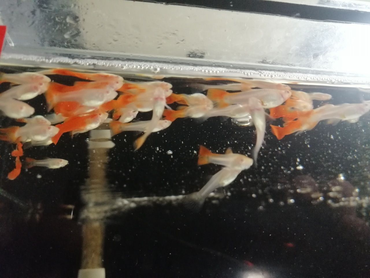 Gupiki full red albino