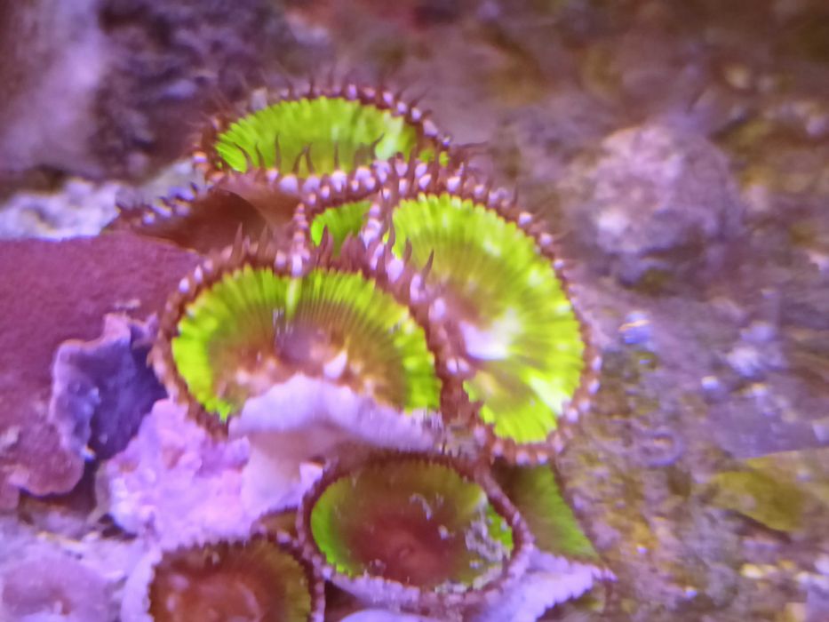 Zoanthus Grandis. Morskie