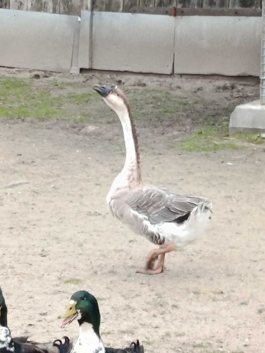 Gęsi kubańskie /garbanosa