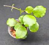 Hoya enduaensis sadzonka ukorzeniona