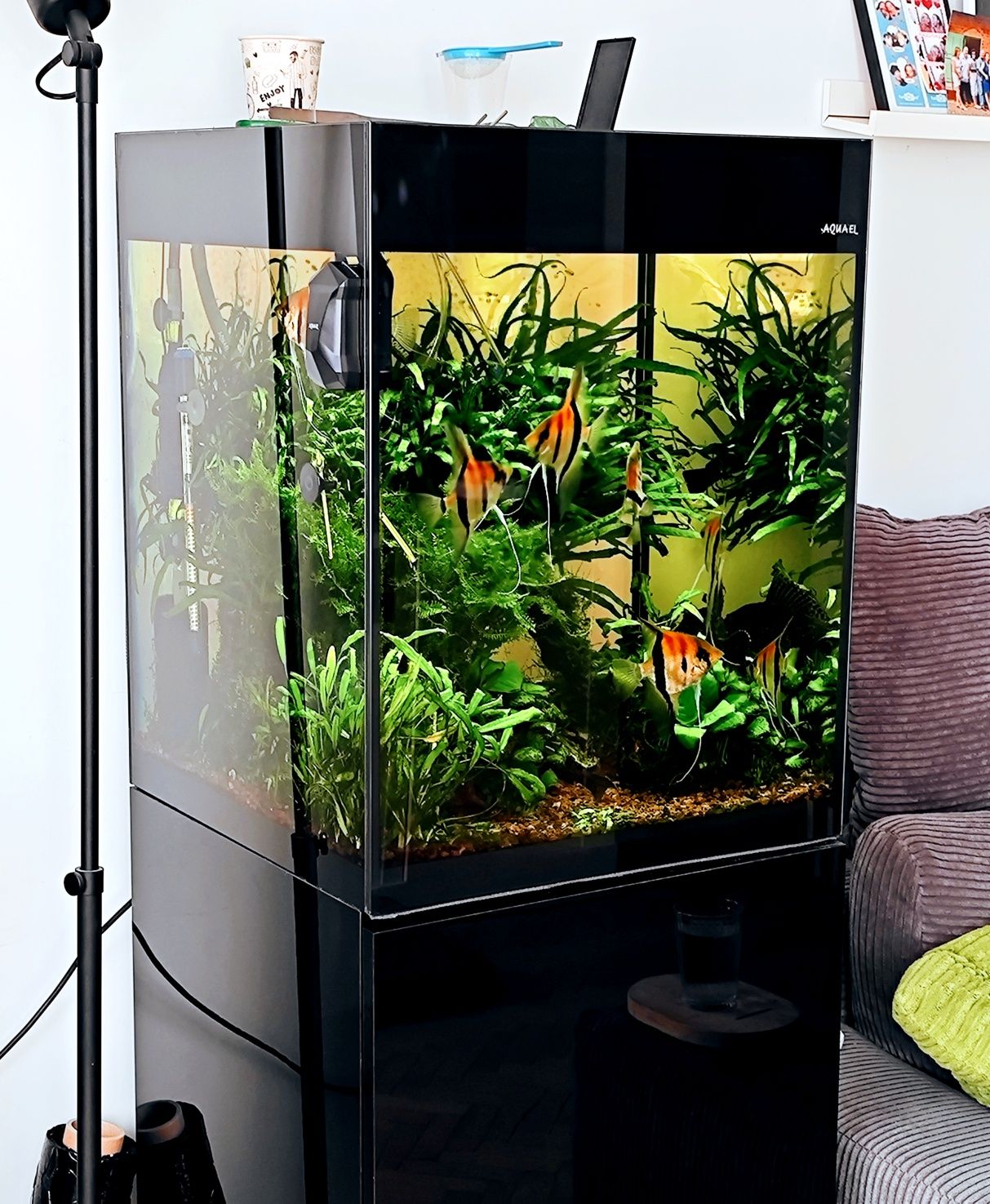 Akwarium Aquael Glossy Cube-kompletny zestaw z żywą obsadą, akcesoria!