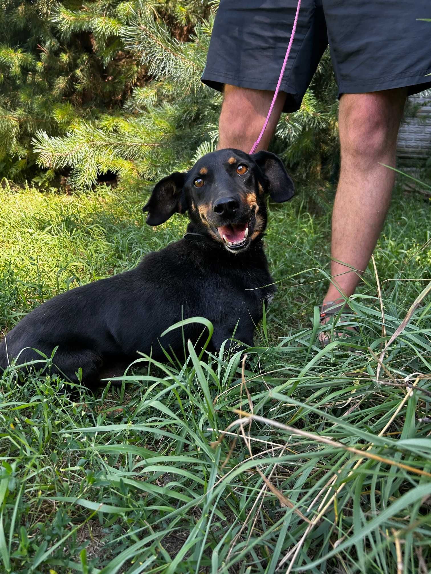 Piesek do adopcji RAMBO
